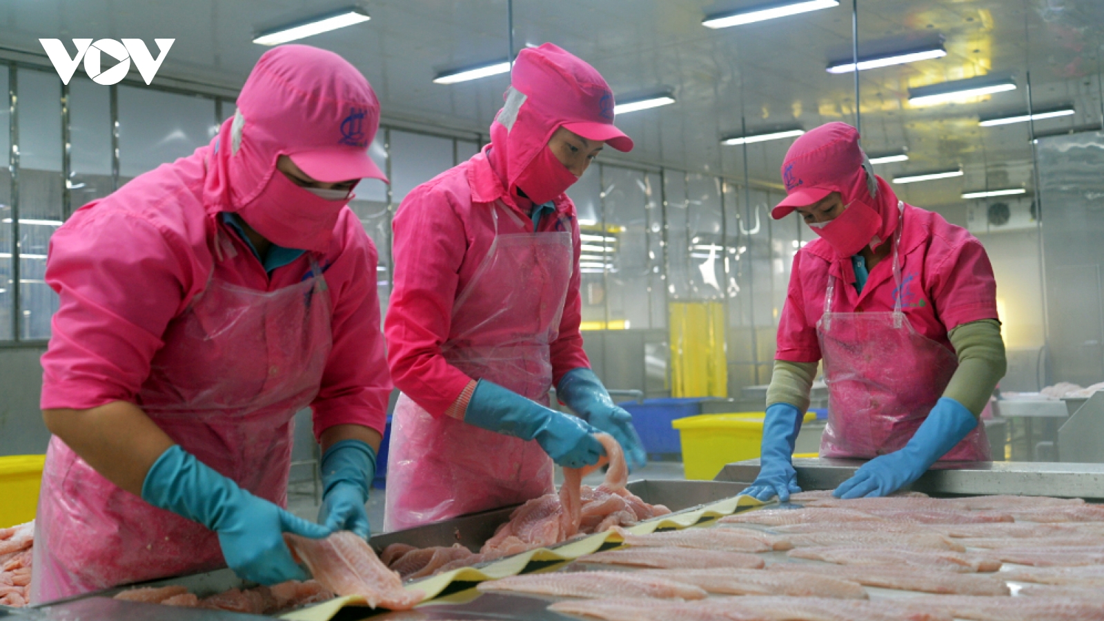 Pangasius exports bring back US$2.1 billion in 2025 amid market shifts